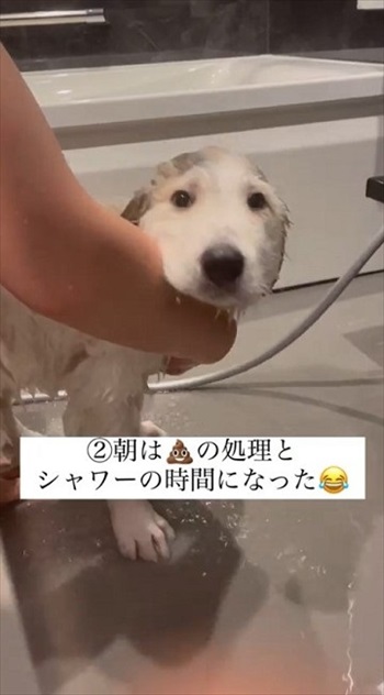 グレートピレニーズを家族に迎えてかわったこと