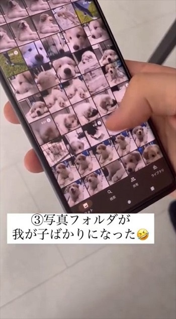 グレートピレニーズを家族に迎えてかわったこと