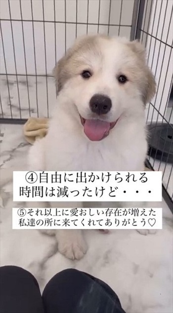 グレートピレニーズを家族に迎えてかわったこと