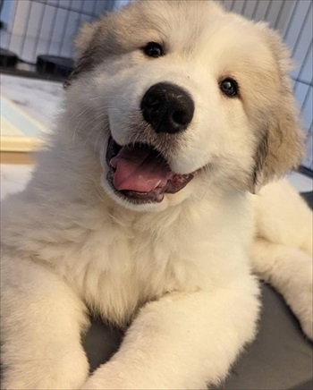 グレートピレニーズを家族に迎えてかわったこと