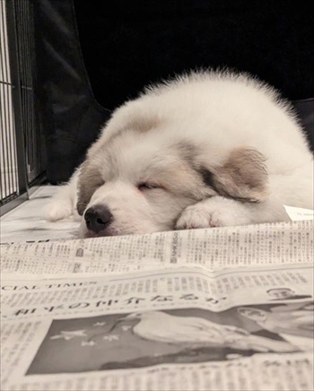 グレートピレニーズを家族に迎えてかわったこと