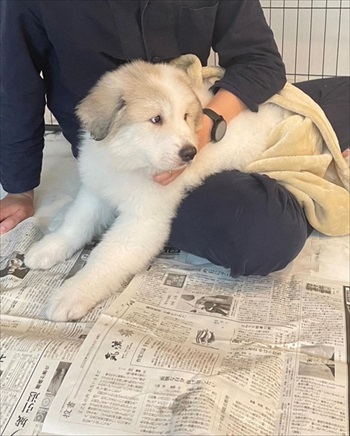 グレートピレニーズを家族に迎えてかわったこと