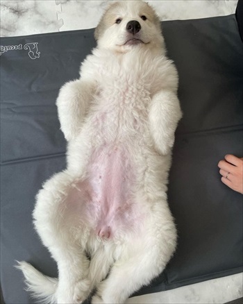 グレートピレニーズを家族に迎えてかわったこと