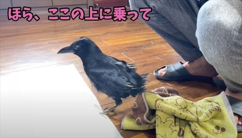 ママとのまったり時間を過ごすカラス