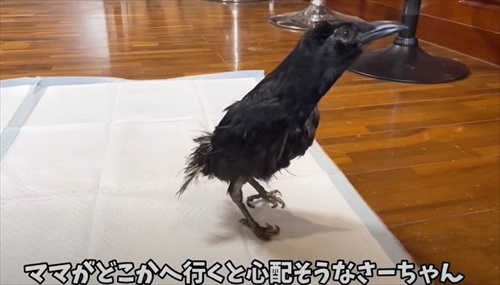 ママとのまったり時間を過ごすカラス
