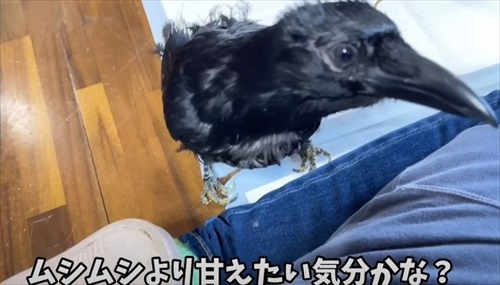 ママとのまったり時間を過ごすカラス