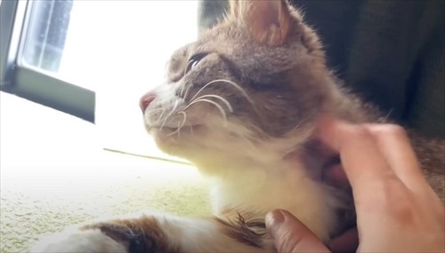 ママとのまったり時間を過ごすカラス