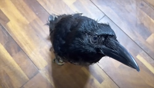 ママとのまったり時間を過ごすカラス