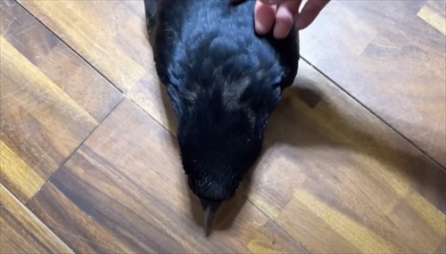 ママとのまったり時間を過ごすカラス