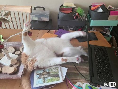 ひっくりかえる猫