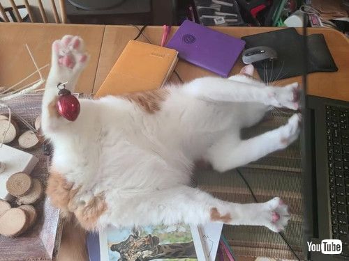 猫パンチする猫