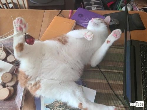 ちょっと休む猫