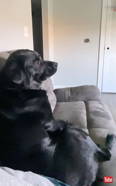 駄々をこねる犬