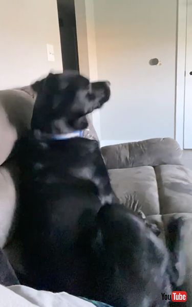 駄々をこねる犬