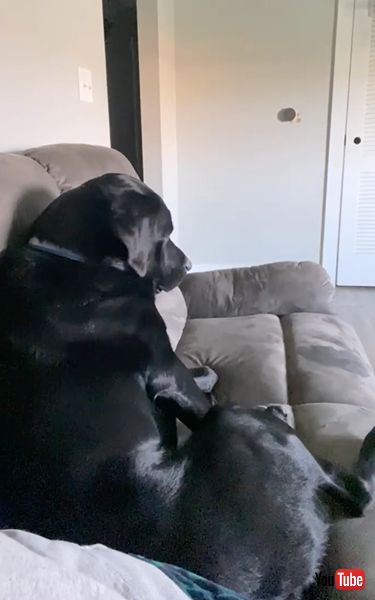 駄々をこねる犬