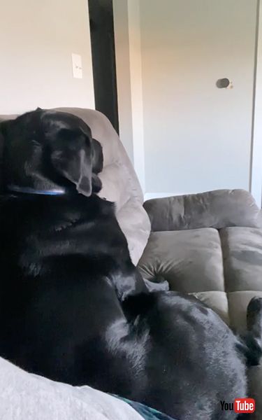 駄々をこねる犬