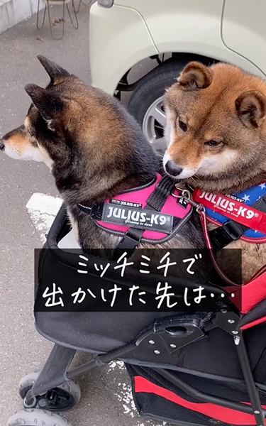 正反対な2匹の柴犬