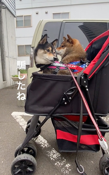 気付いた柴犬
