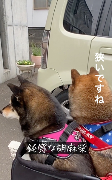 鈍感な柴犬