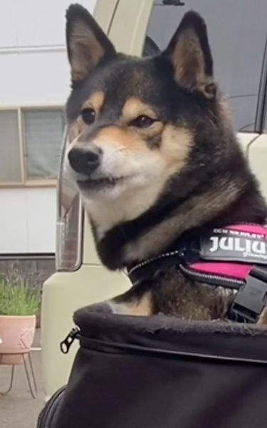 苦い表情の柴犬