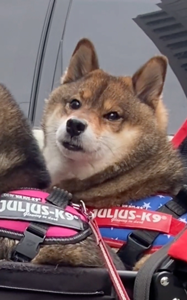 ごはんがほしい柴犬