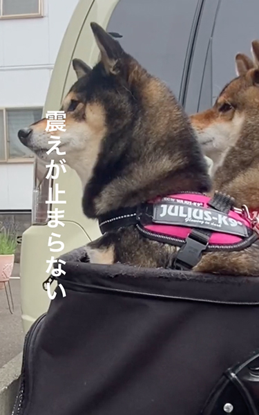 震え止まらない柴犬