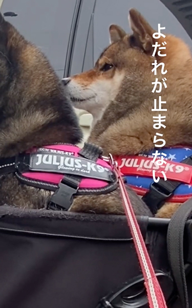 よだれ止まらない柴犬