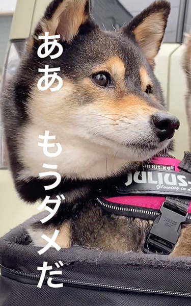 絶望する柴犬