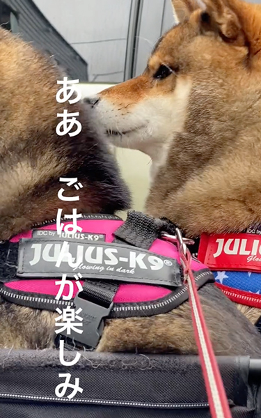 ごはん食べたい柴犬