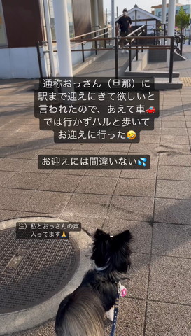 パパさんを待つワンコ