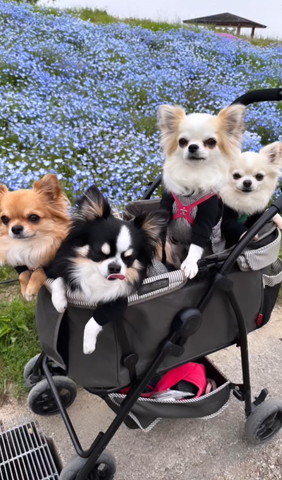 カートにワンコたち白い子立ってる