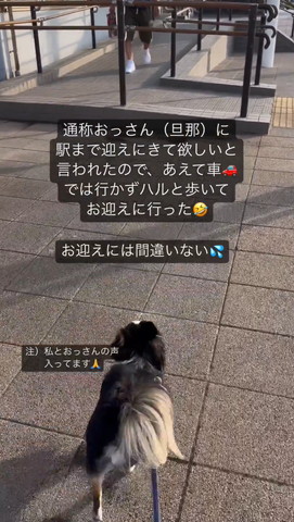 パパさんの方に歩いていくワンコ