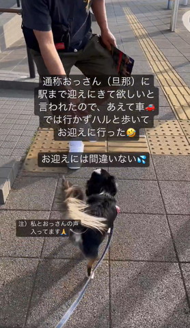 ワンコに手を差し出すパパさん