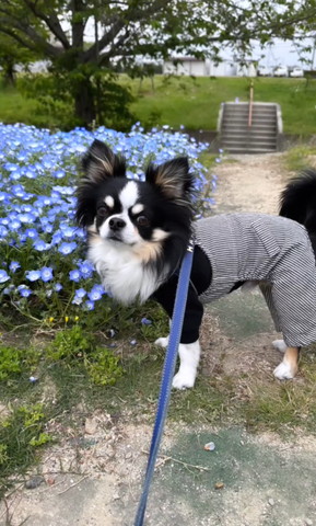 お花と黒白チワワ