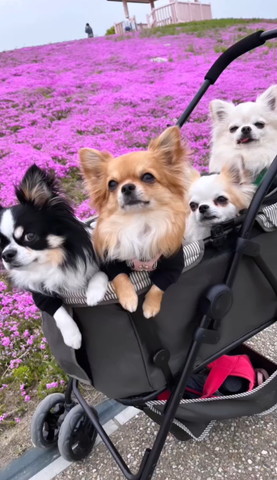 カートにワンコたちセンターにブラウンの子