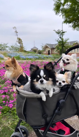 カートにワンコたちセンターに黒白の子