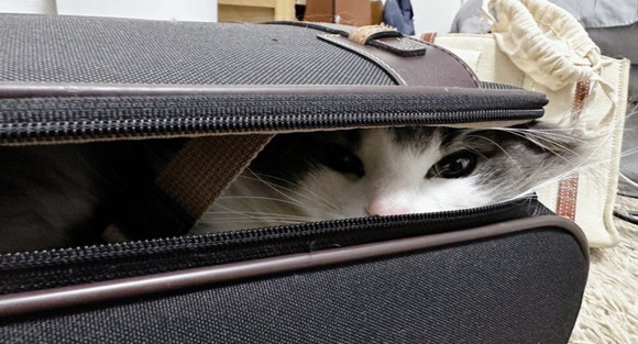 カバンに入って隙間からのぞく猫