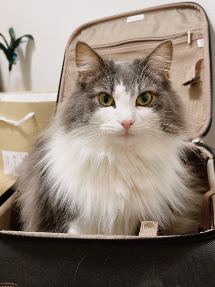 カバンに入る猫