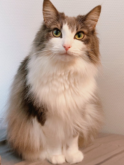 お座りしてる猫