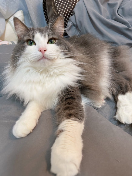 布団でくつろいでる猫