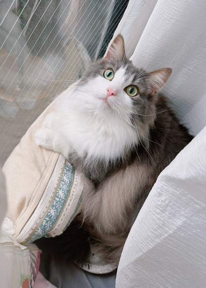 日向ぼっこしてる猫