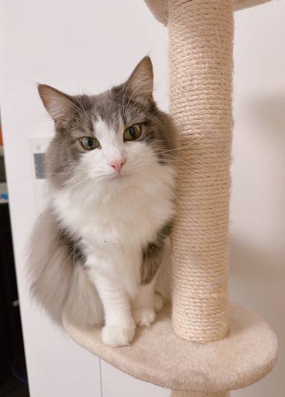 キャットタワー猫