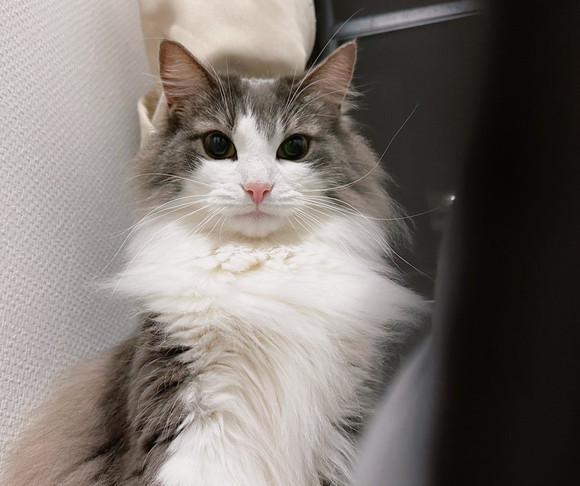 黒目がちな猫