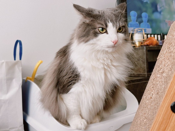 トイレ中の猫