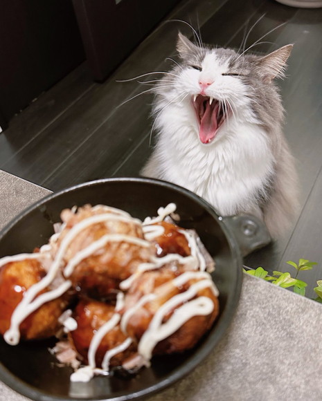 たこ焼きと猫