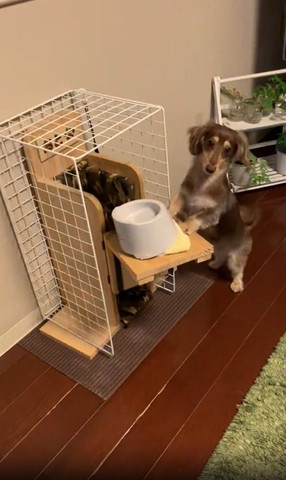 チェアにつかまり立ちするワンコカメラ目線