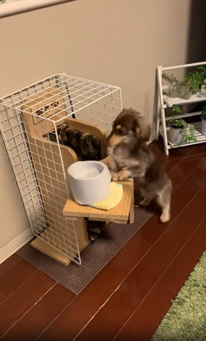 テーブルを押すワンコ