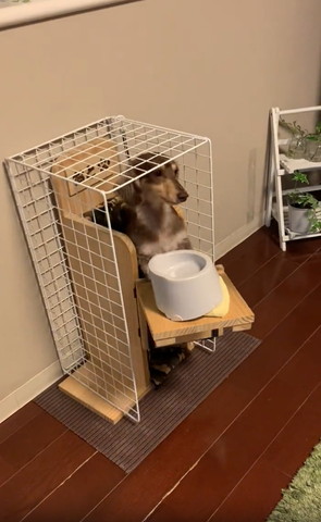 チェアの中に入ってテーブルを寄せるワンコ