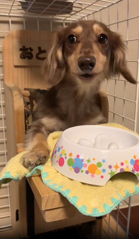 ごはん食べてるワンコ