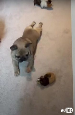 ワンコとモルモット